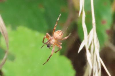 Araneus diadematus