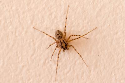 Scytodes thoracica