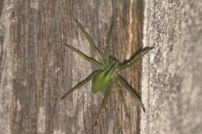 Micrommata ligurina