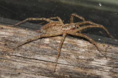 Allagelena gracilens