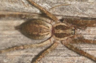 Allagelena gracilens