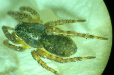 Arctosa leopardus