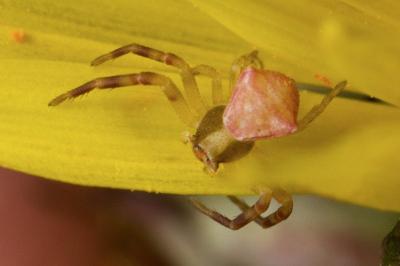 Thomisus onustus