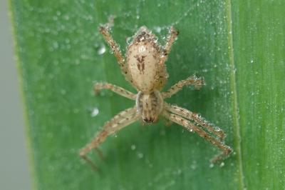 Anyphaena accentuata