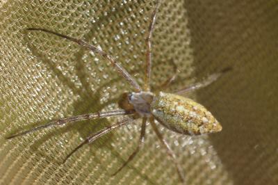 Argiope bruennichi