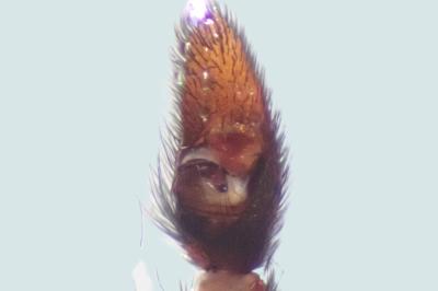 Pardosa tenuipes