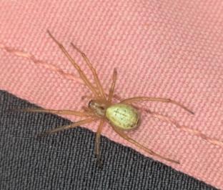 <i>Enoplognatha ovata</i>