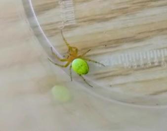 <i>Araniella cucurbitina</i>