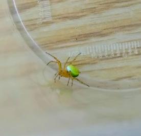 <i>Araniella cucurbitina</i>