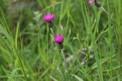 Cirsium dissectum