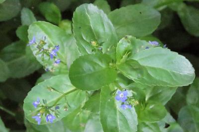 Veronica beccabunga