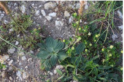 Plantago media