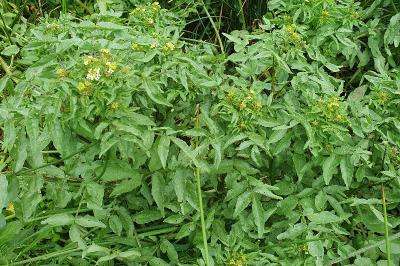 Nasturtium officinale