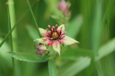 Comarum palustre