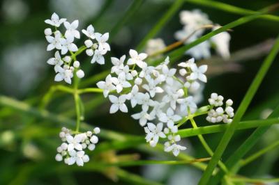 Galium palustre