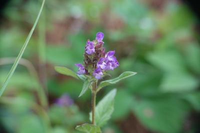 Prunella vulgaris