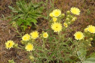 Andryala integrifolia