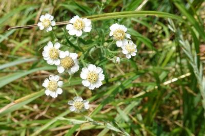 Achillea ptarmica