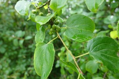 Rhamnus cathartica