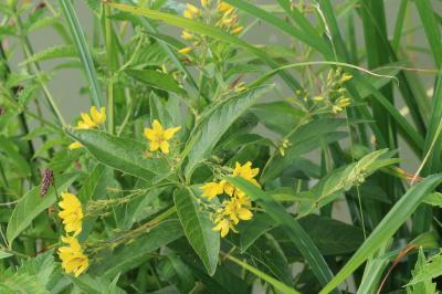Lysimachia vulgaris