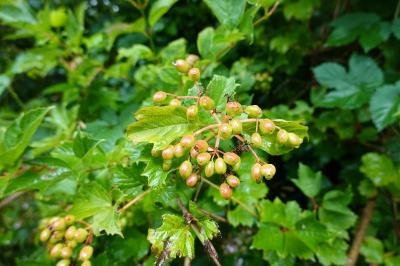 Viburnum opulus