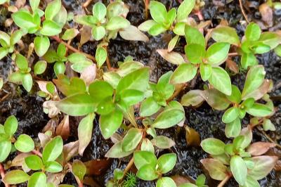 Ludwigia palustris