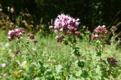 Origanum vulgare