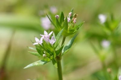 Sherardia arvensis