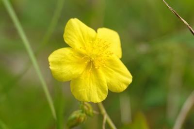 Helianthemum nummularium