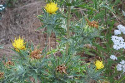 Carthamus lanatus