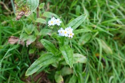 Myosotis scorpioides