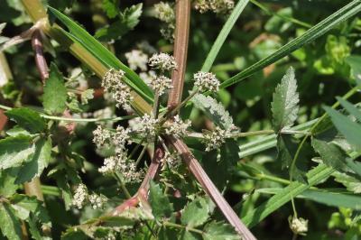 Helosciadium nodiflorum