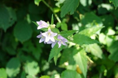 Campanula trachelium