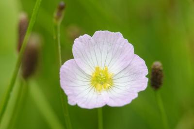 Baldellia ranunculoides