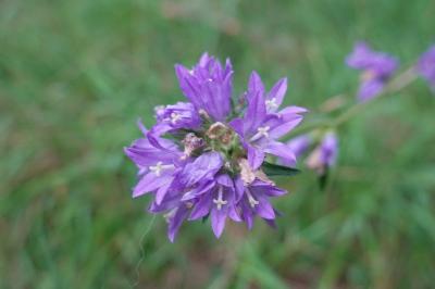 Campanula glomerata