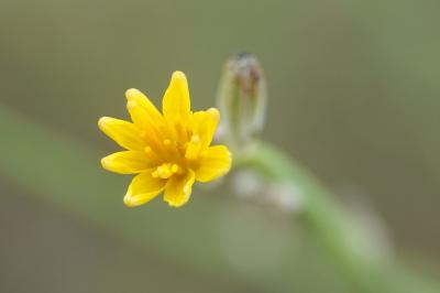 Chondrilla juncea