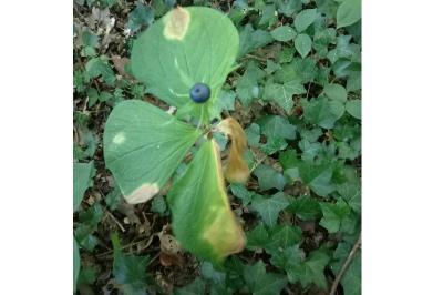 Paris quadrifolia