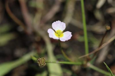 Baldellia repens