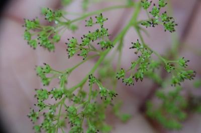 Thalictrum flavum