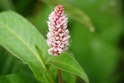 Persicaria amphibia