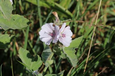 Althaea officinalis