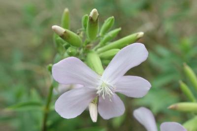 Saponaria officinalis