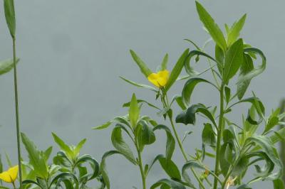 Ludwigia grandiflora