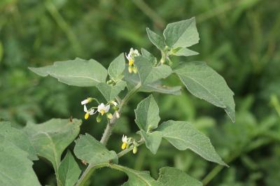 Solanum nigrum