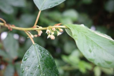 Frangula alnus