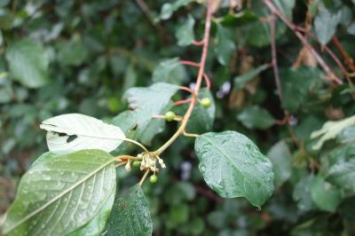 Frangula alnus