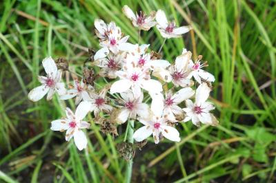 Butomus umbellatus