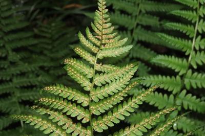 Athyrium filix-femina