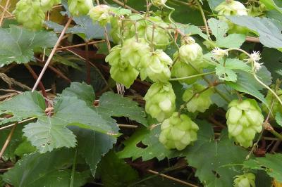 Humulus lupulus