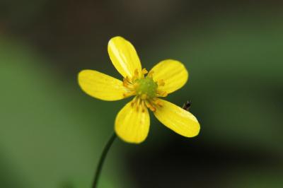 Ranunculus flammula